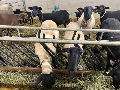 Bild 2:Suffolk Schafe Bio