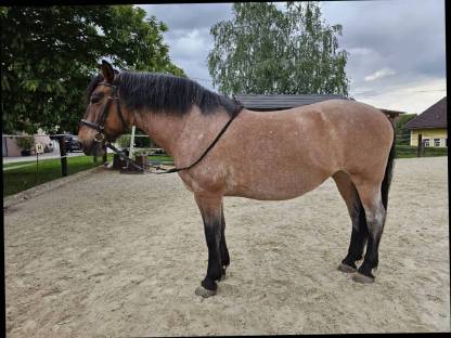 Bild 3:Pferd: Stute Mogyóro