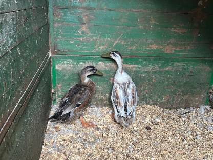 Bild 2:Verkaufe 2 männliche Enten