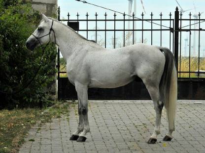 Bild 3:Zuchthengst mit überdurchschnittlichen Grundgangarten Kuhailan Zaid-906