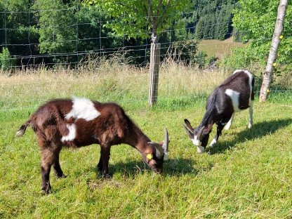 Tauernschecken Bock 2 Stk.