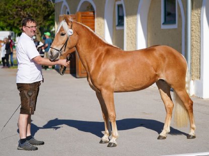 Bild 2:3-jährige Haflingerstute zu verkaufen
