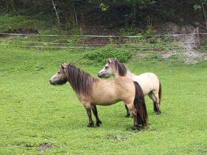 Bild 2:Traumhafte Austrian Partbred Pony Stute