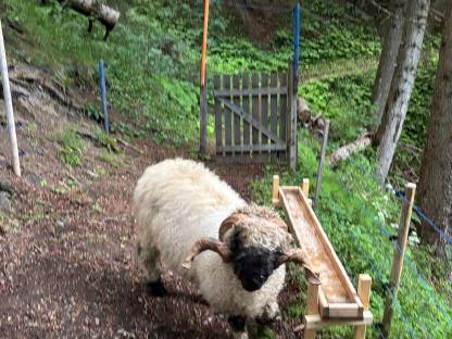 Bild 2:Walliser Schwarznasenschafe