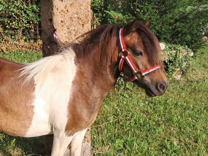 Bild 2:Mini-Shetland Stute