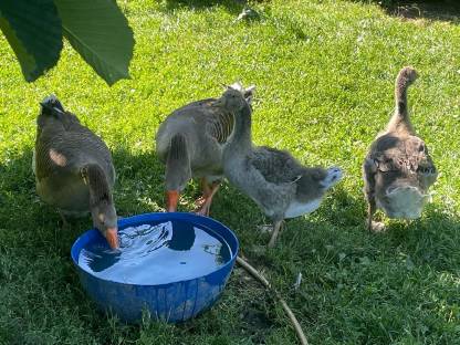Gänse, Enten, Tauben, Bruthenne-Küken