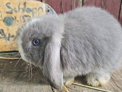 Bild 4:Zwerghase Miniloop Schlappohren Hängeohren