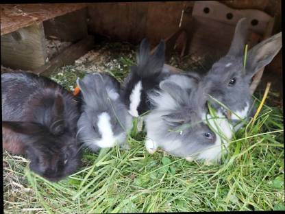 Zwergkaninchen