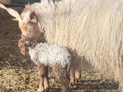 Bild 3:Zackelschafwidder BIO