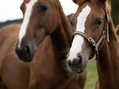 Bild 6:Liebe 6-j. Kisberi Stute