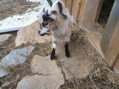 Bild 3:Mini-Zwergziegenbock