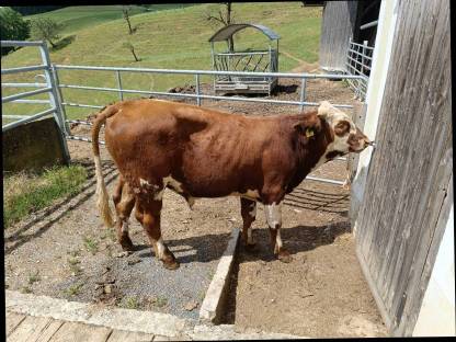 Stier FV/WB