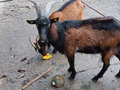 Gebirgsziegenbock