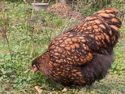 Bild 3:Orpington Bruteier