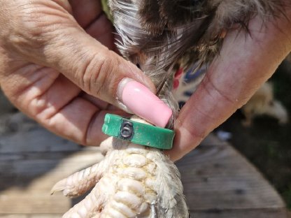 Bild 7:Deutsches Lachshuhn/Hähne