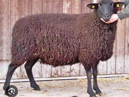 Kaufe Bio Jura- und Merinoschafe