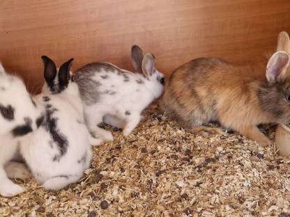 Zwergkaninchen