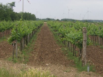 Pachtmöglichkeit: ca. 2 ha Weingarten in Carnuntum