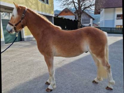 Bild 5:Haflingerwallach Bertoli-W