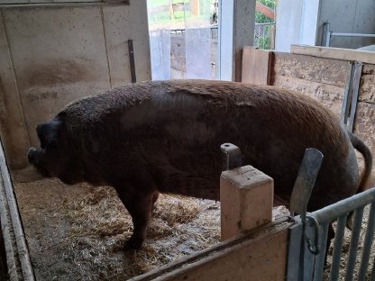 Duroc Sau