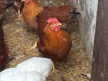 Bild 2:Legereife New Hampshire Junghennen und Junghähne