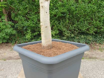 Bild 6:XXL Olivenbaum Olea Europaea – Für unvergleichliches Flair