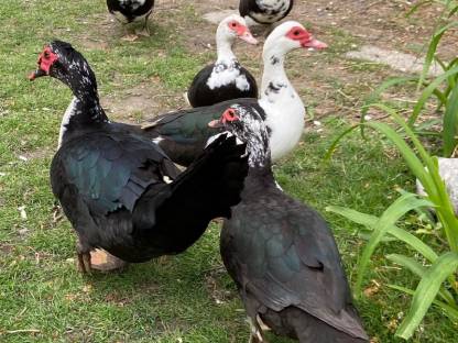 Moschusenten und junge Moschusenten