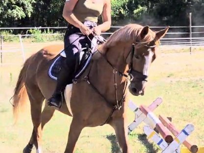 Bild 2:Liebe 6-j. Kisberi Stute