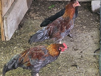 Bild 6:Hähne suchen ein neues Zuhause