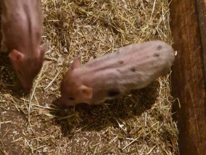 Microschweine ab August