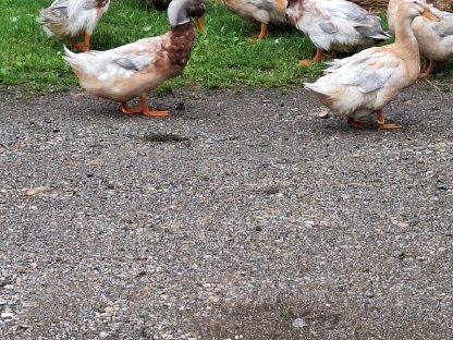 Bild 6:Verkaufe Sachsenenten und Pommerngänse