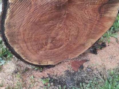 Eschenholz Holzscheibe für Tischplatte
