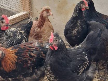 Bild 3:Sulmtalerhähne, Mixhennen und -hähne