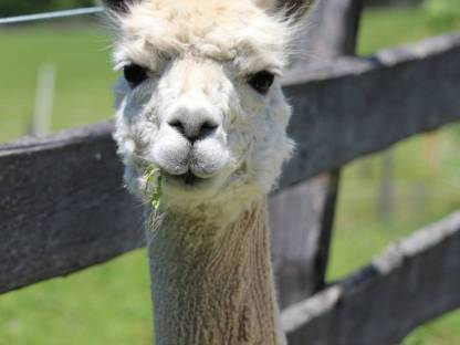 Bild 2:Alpakastute EM Olivia