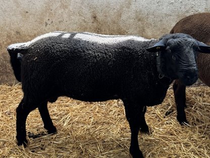 Bild 7:Jura Widder - Bio - Herdebuch