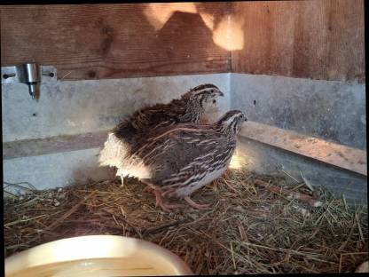 Bild 2:Wachtelpärchen