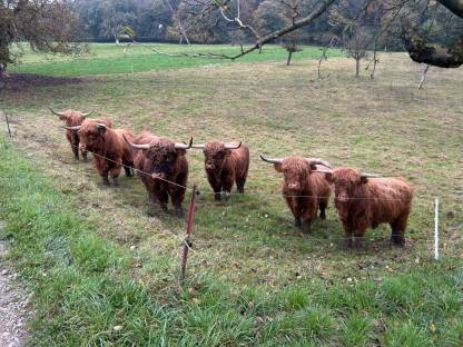 Highland Bullen Herdbuch Bioland