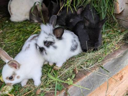 Bild 8:Löwenkopf Zwergkaninchen