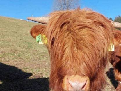 Bild 2:Hochlandrind Stier (Zuchtstier) BIO