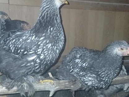 Bild 5:BRAHMA Hühner und Hähne schwarz-weiß gesäumt