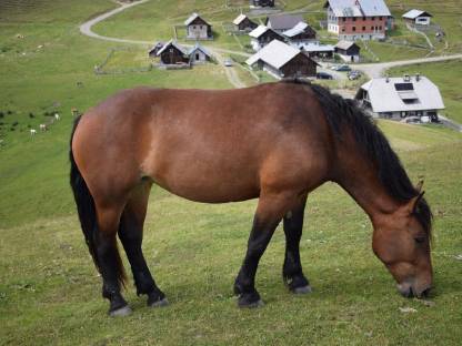 Bild 3:Norikerstute Selly