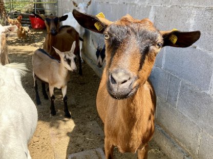 Bild 3:Mehrere Ziegen zu verkaufen