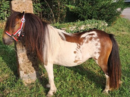 Mini-Shetland Stute