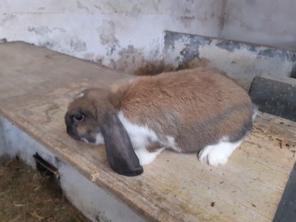 Bild 5:Junge Deutsche Widder