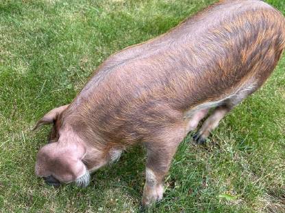 Bild 9:Iberico und Iberico x Duroc Ferkel