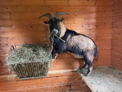 Bild 3:Mini-Zwergziegenbock leihen