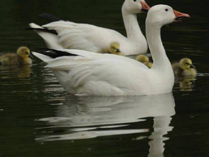 Atlantische Schneegans (Anser caerulescens atlanticus)