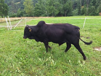 Bild 2:Verkaufe Zwerg Zebu Stiere