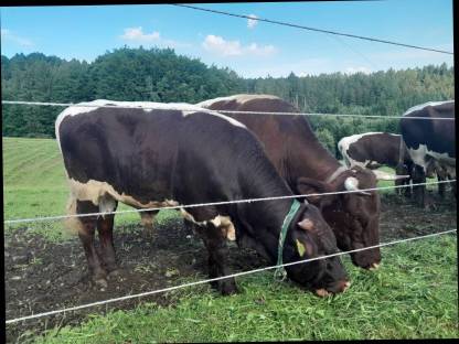 Bild 4:Bio Pinzgauer Rinder reinrassig