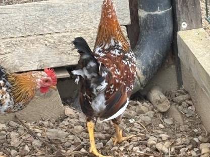 Bild 4:Blumenhühner (Hahn)